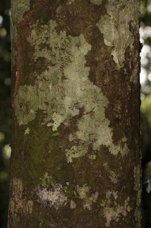 Licaria cannella bark