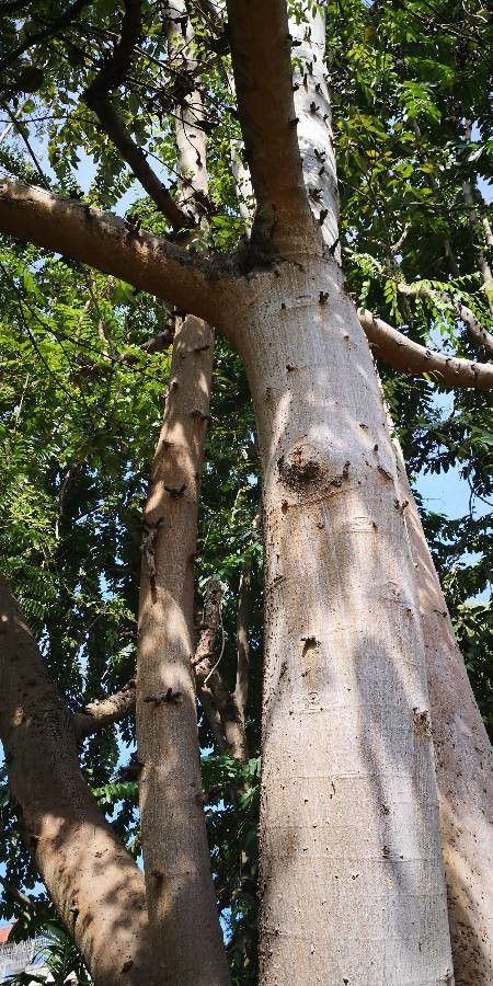 Ficus variegata bark