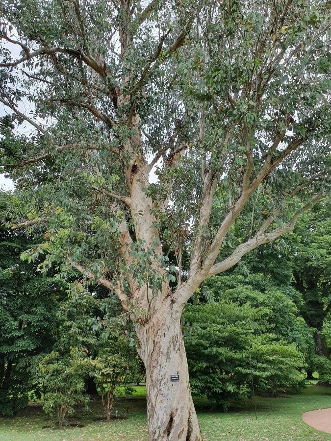 Eucalyptus debeuzevillei — houseplant care guide