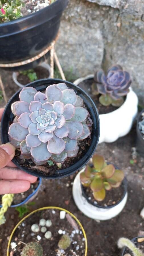 Echeveria peacockii