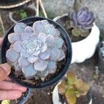 Echeveria peacockii