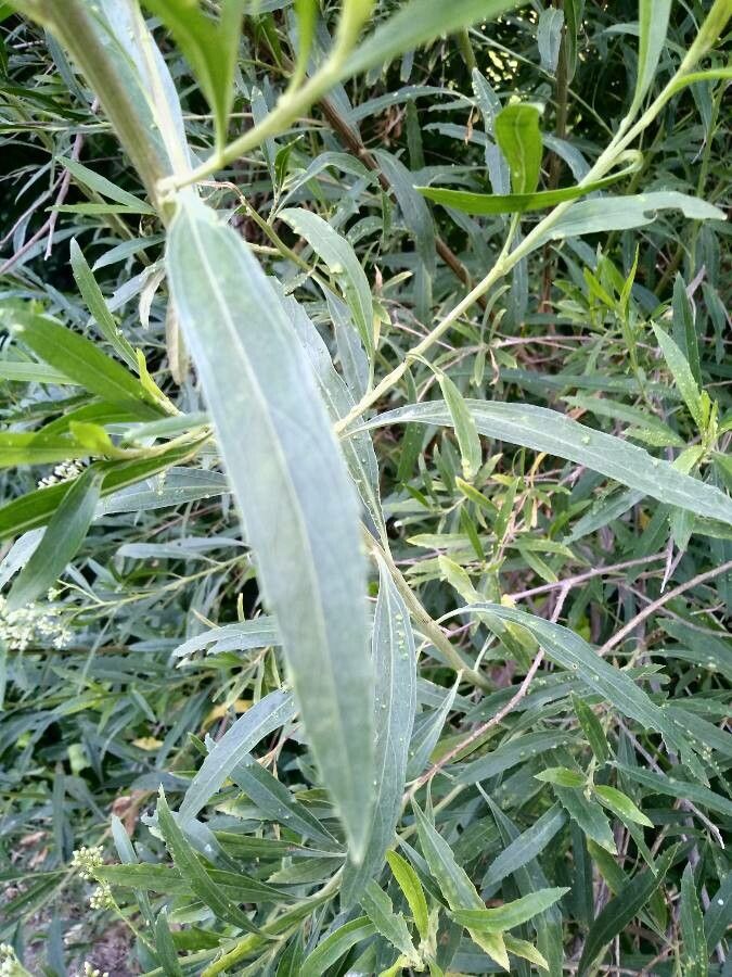 Baccharis latifolia — search result for 'Baccharis'