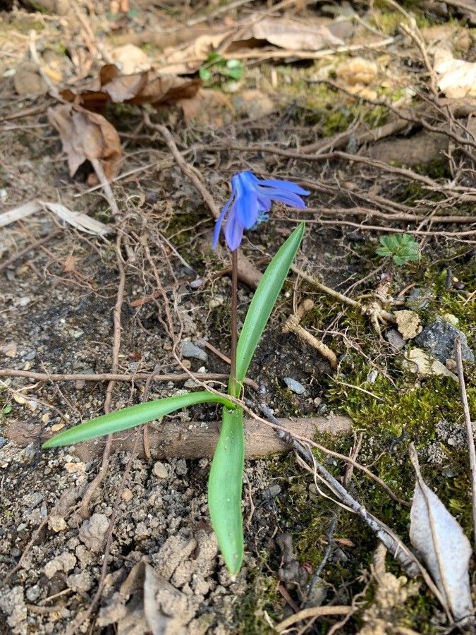 Chionodoxa luciliae habit
