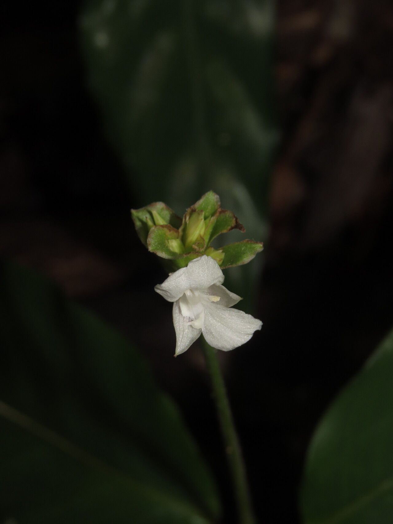 Goeppertia micans flower