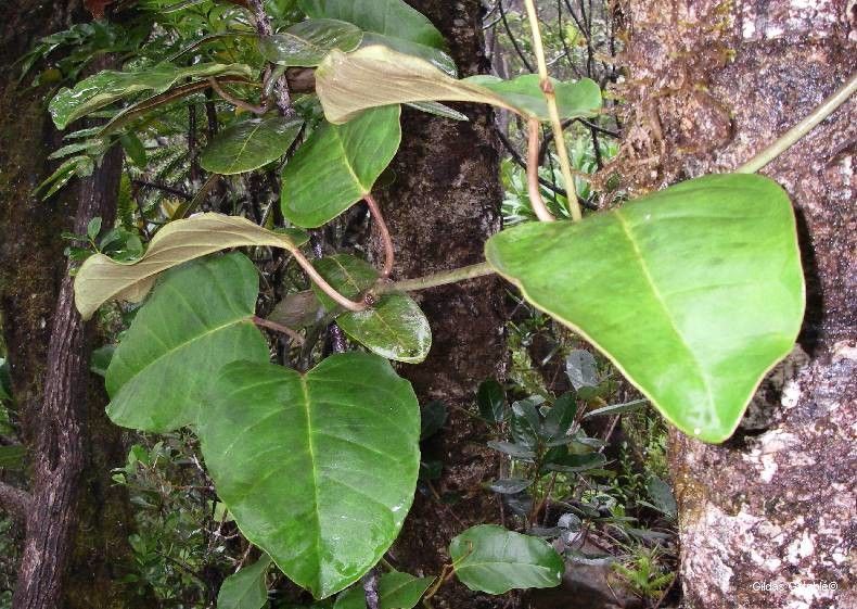 Parsonsia macrophylla habit