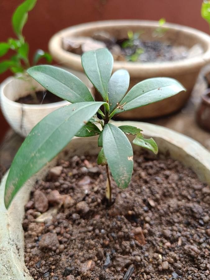 Garcinia indica — search result for 'Clusiaceae'