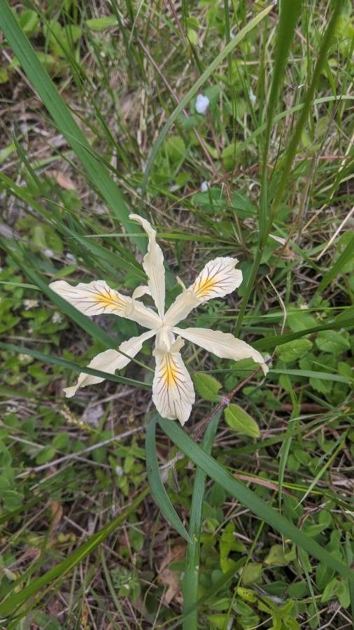 Iris chrysophylla — search result for 'Midwestern'