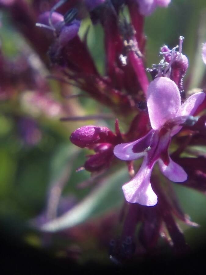 Fedia cornucopiae flower