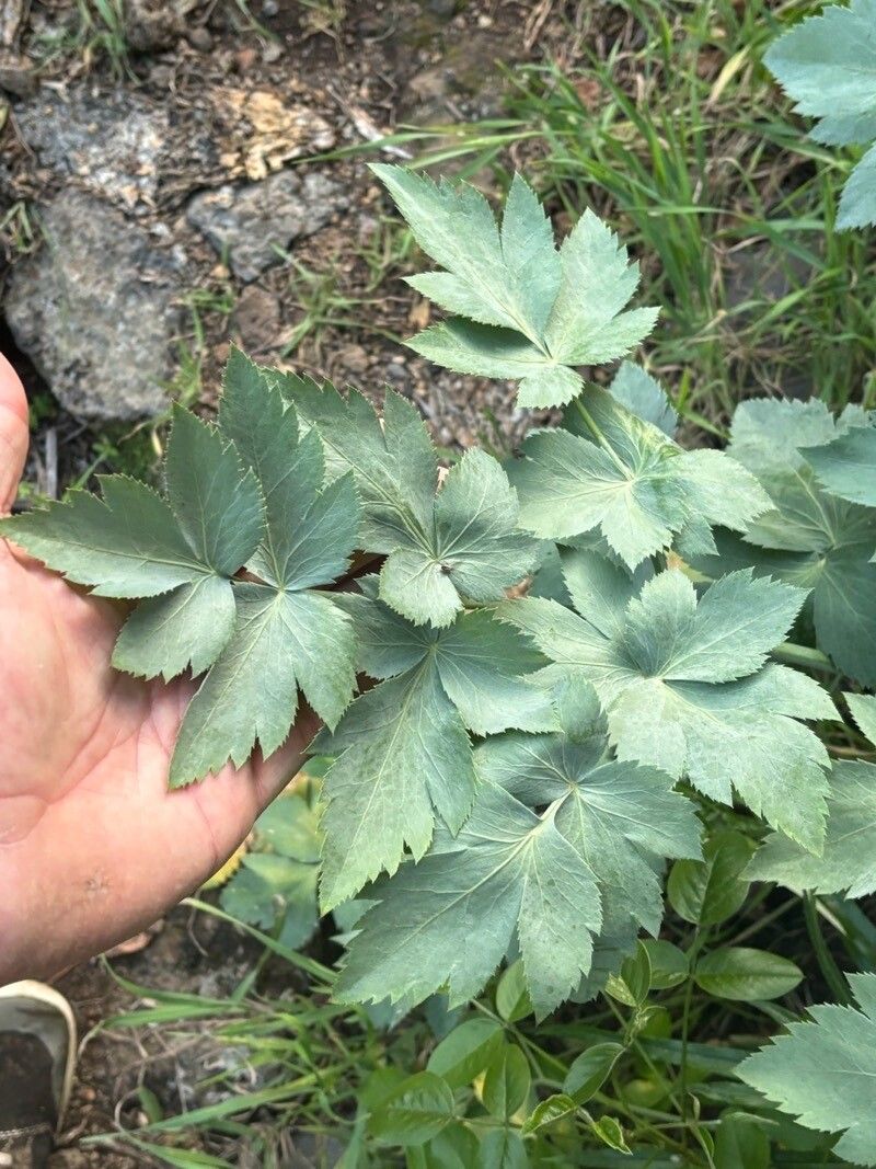Athamanta cervariifolia habit