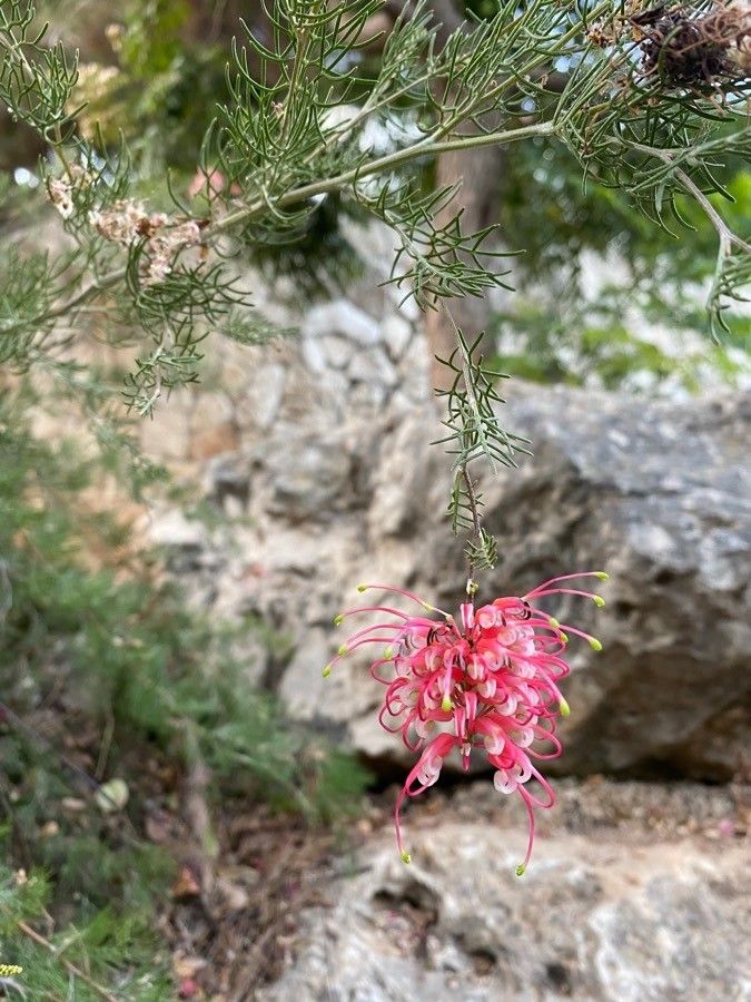 Grevillea fililoba — search result for 'Grevillea'