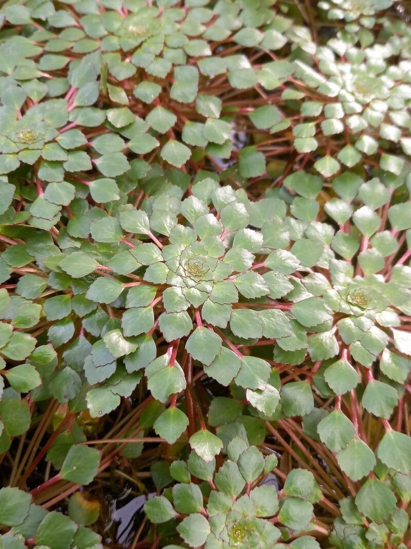 Ludwigia sedioides leaf