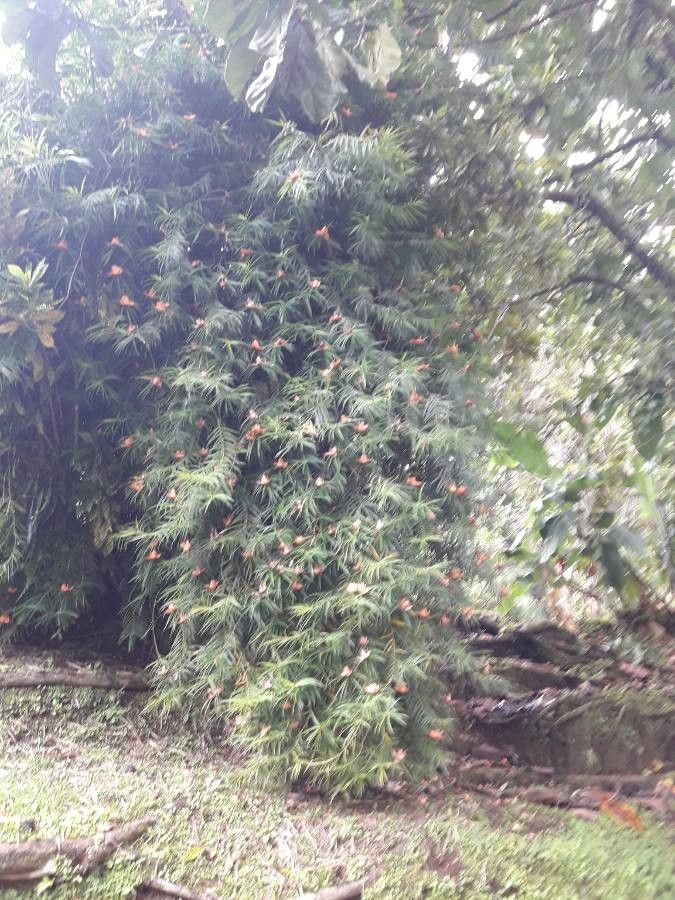 Freycinetia cumingiana habit