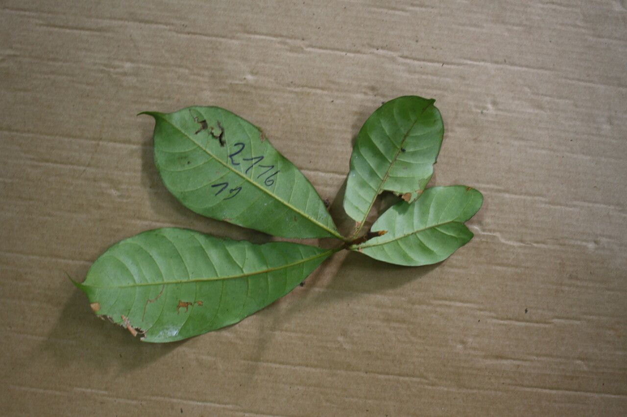 Pouteria gonggrijpii — search result for 'Pouteria'