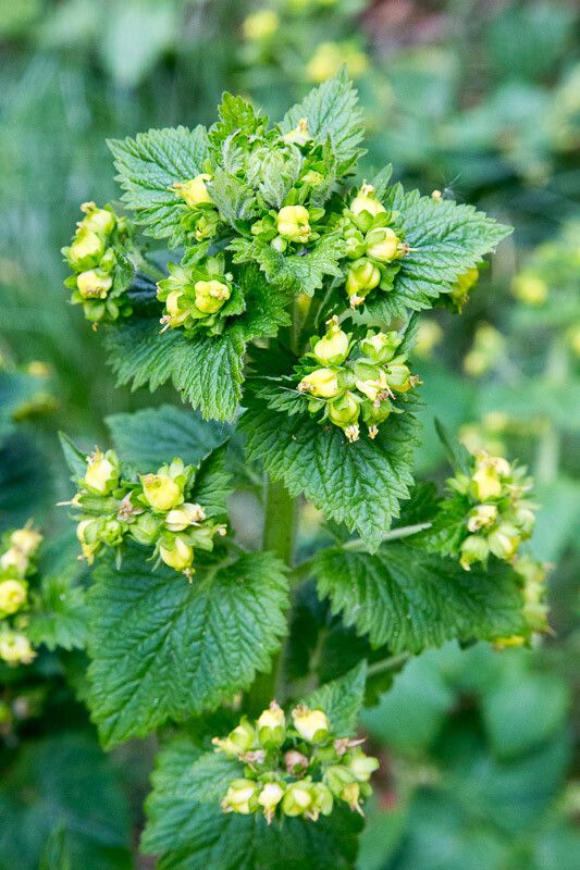 Scrophularia vernalis flower