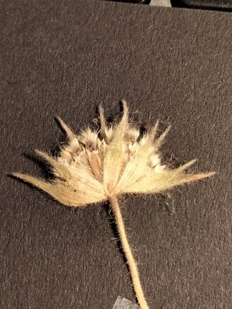 Knautia subscaposa fruit