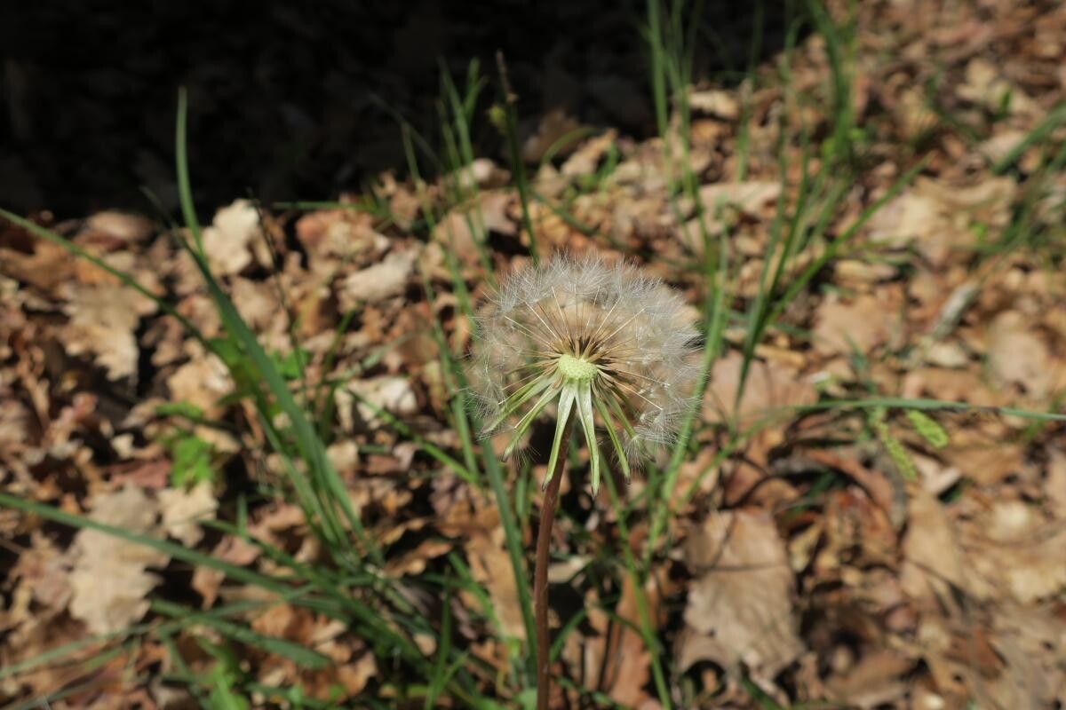 Taraxacum amansii fruit