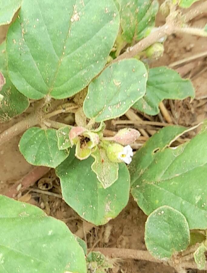 Allionia choisyi — related species from the same genus