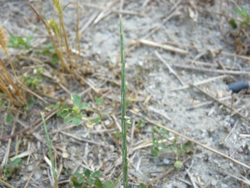 Hainardia cylindrica habit