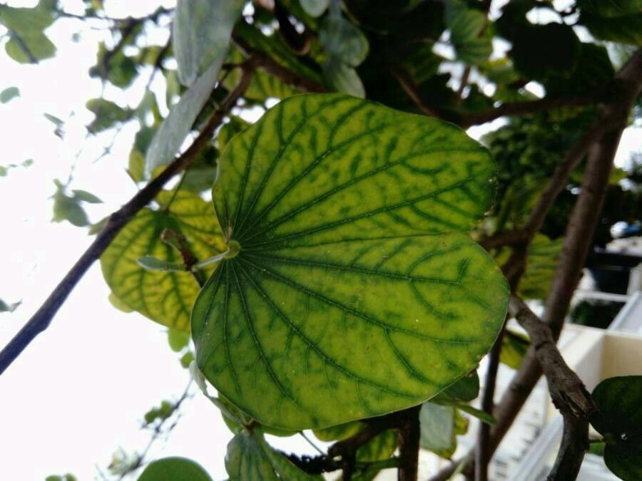 Bauhinia variegata — search result for 'Fabaceae'
