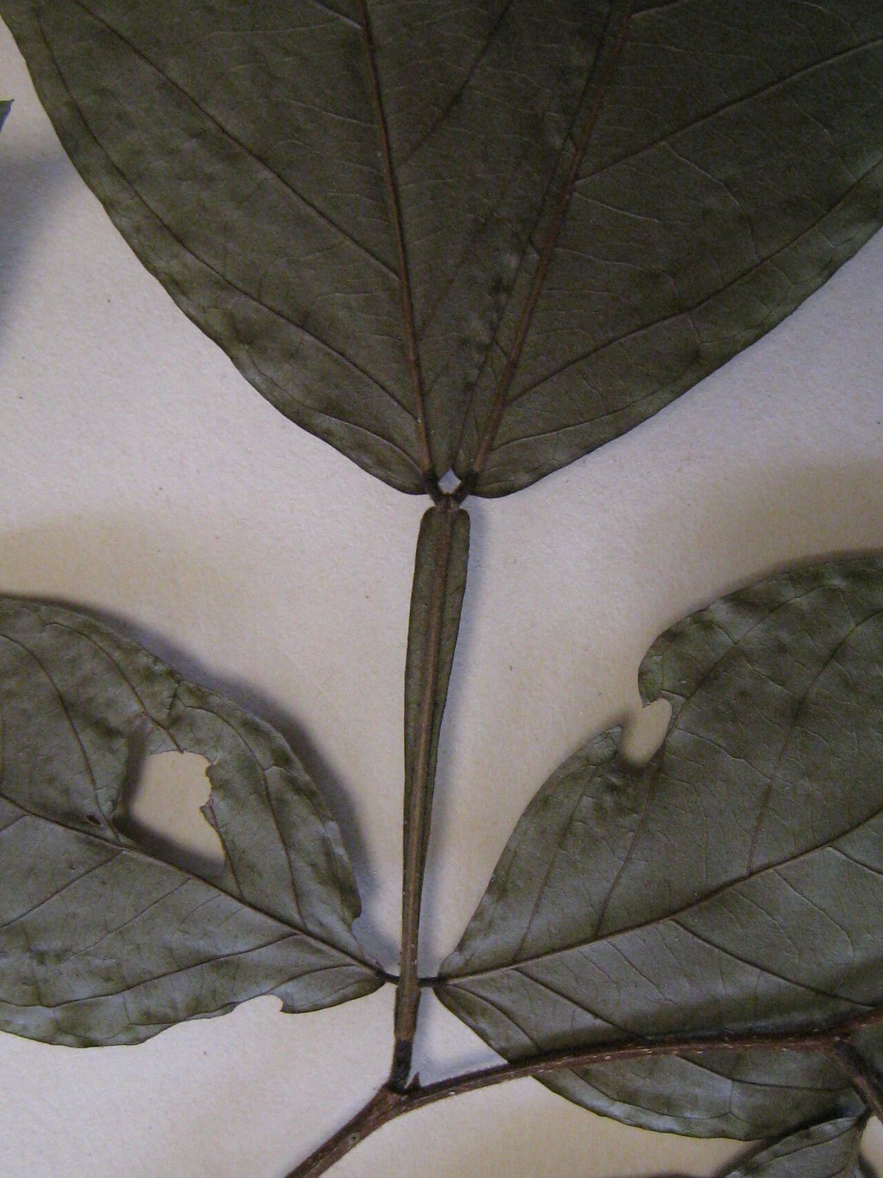 Inga brachystachys other