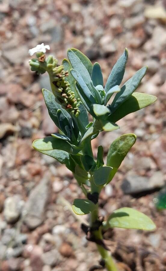Heliotropium veronicifolium flower