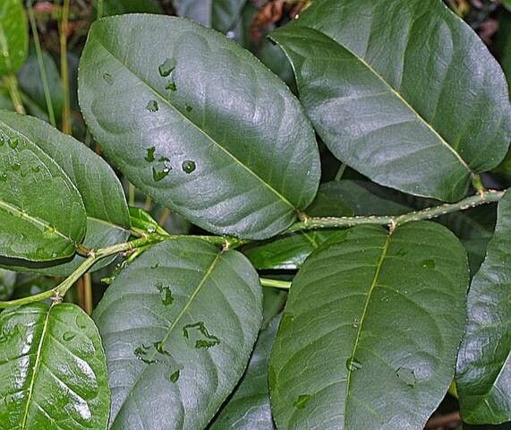 Paratrophis smithii — search result for 'Paratrophis'