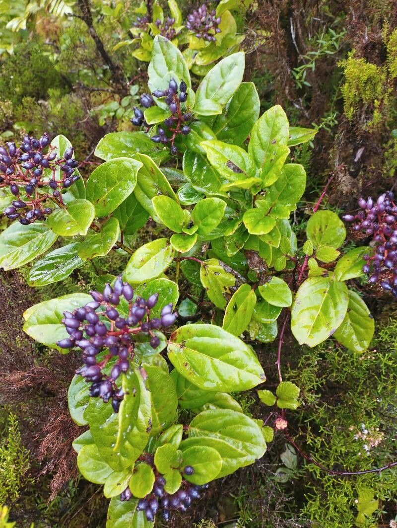 Viburnum treleasei leaf
