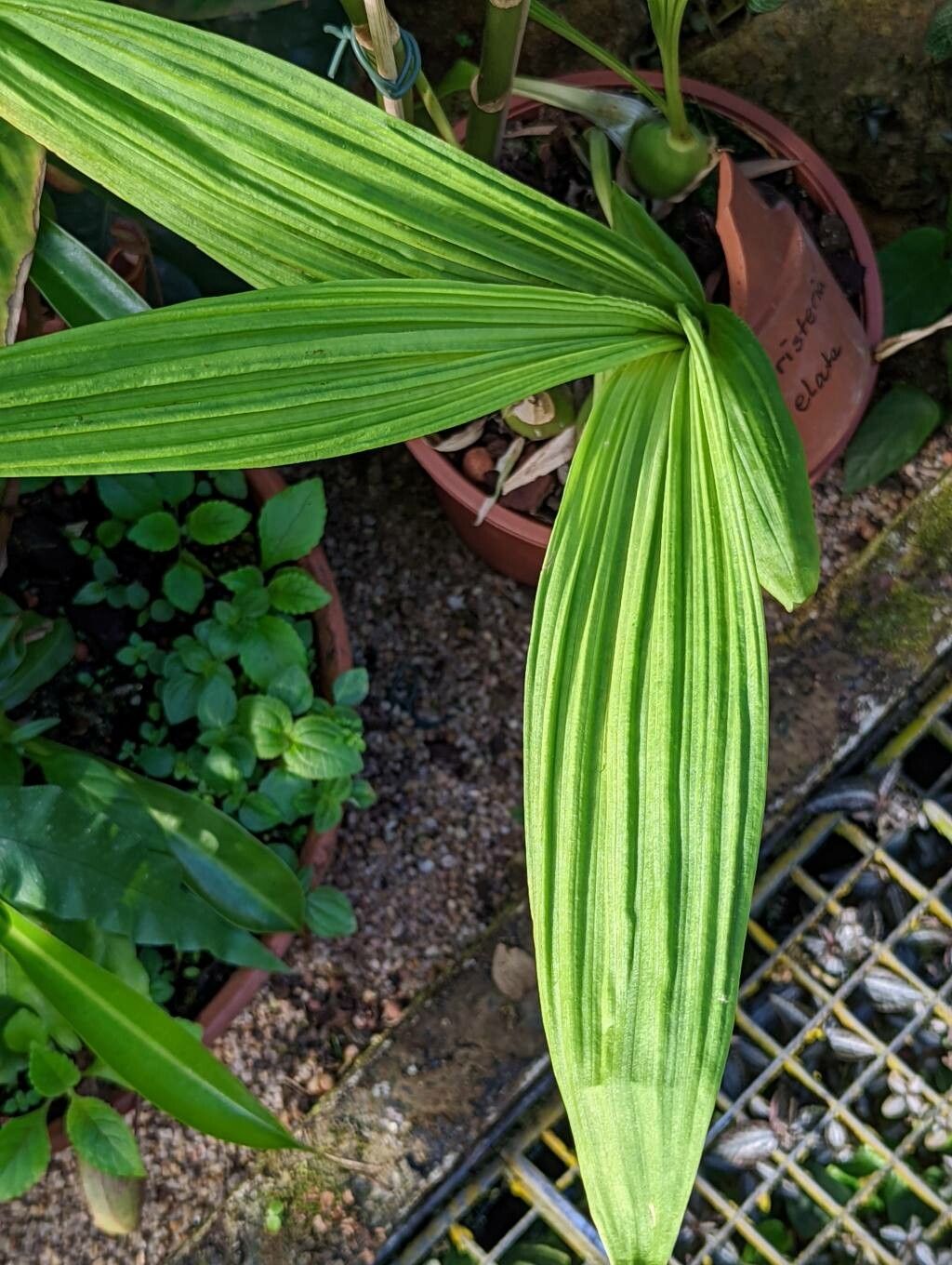 Peristeria elata — search result for 'Panama'