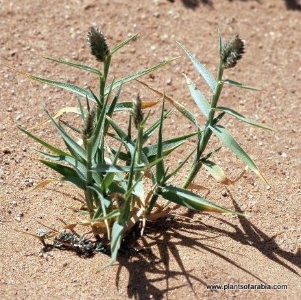 Aeluropus littoralis leaf