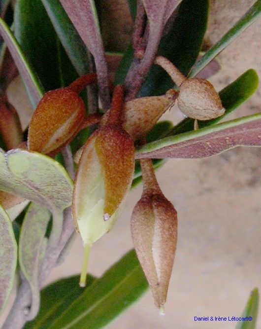 Planchonella leptostylidifolia — houseplant care guide