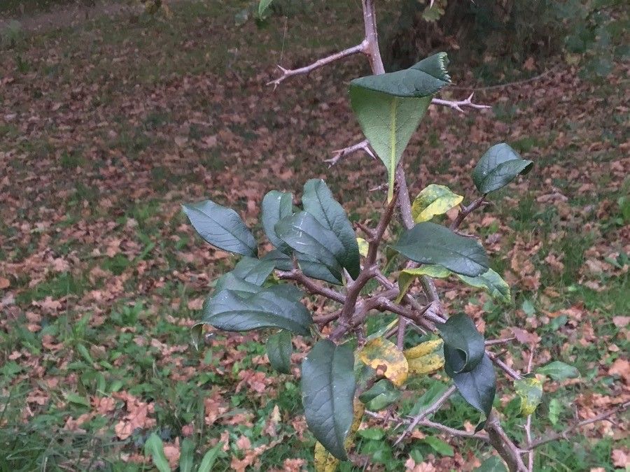 Chaenomeles thibetica leaf