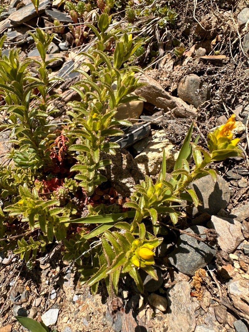 Hypericum orientale flower