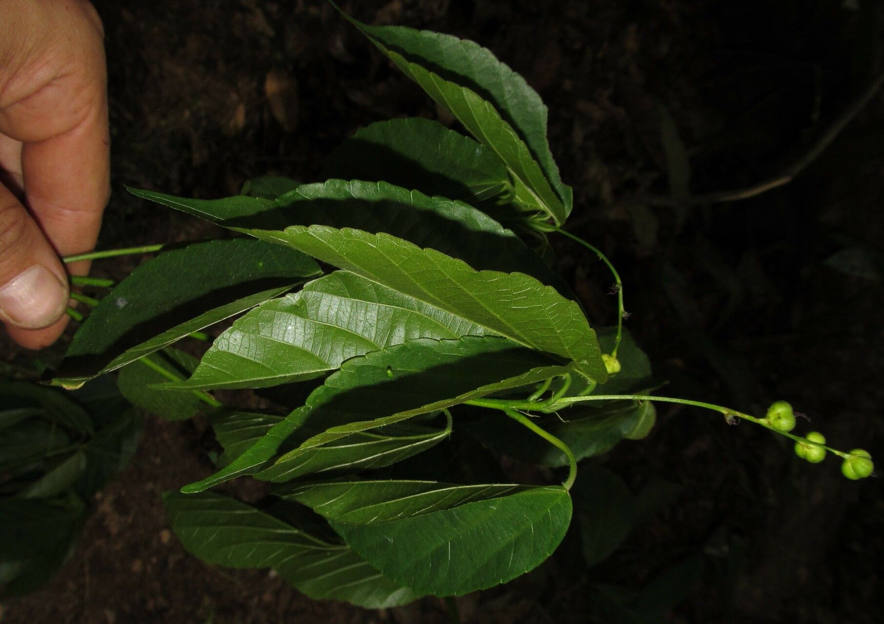 Alchornea laxiflora habit