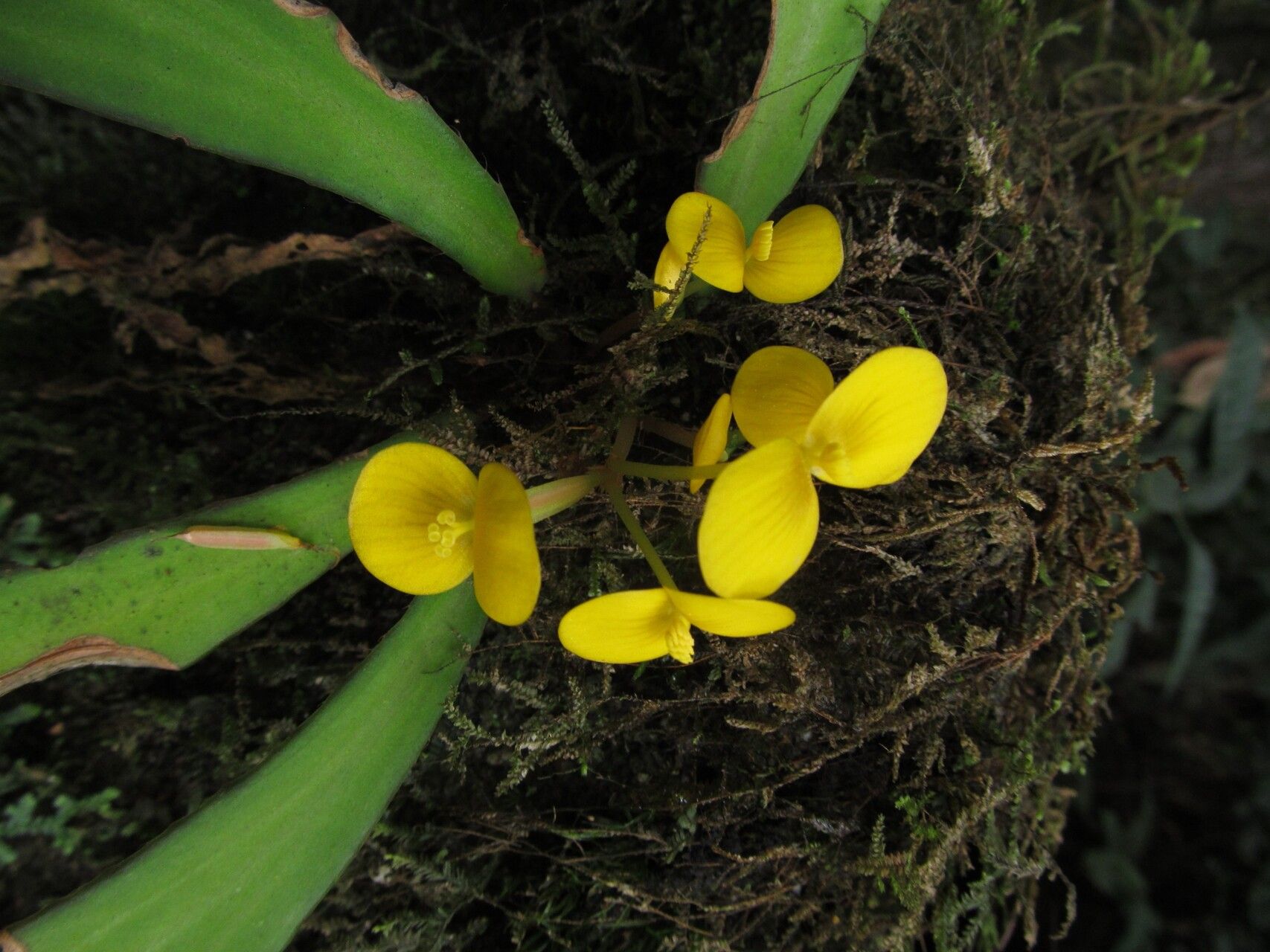 Begonia scutifolia — houseplant care guide