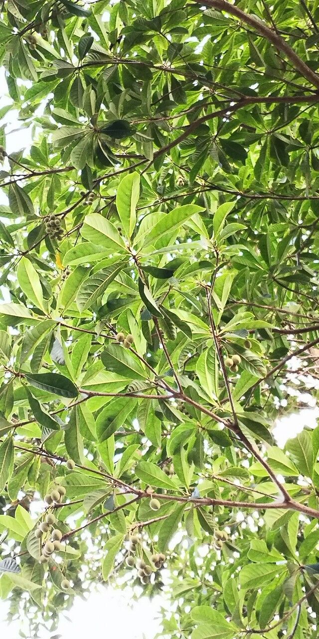 Terminalia myriocarpa — search result for 'Terminalia'