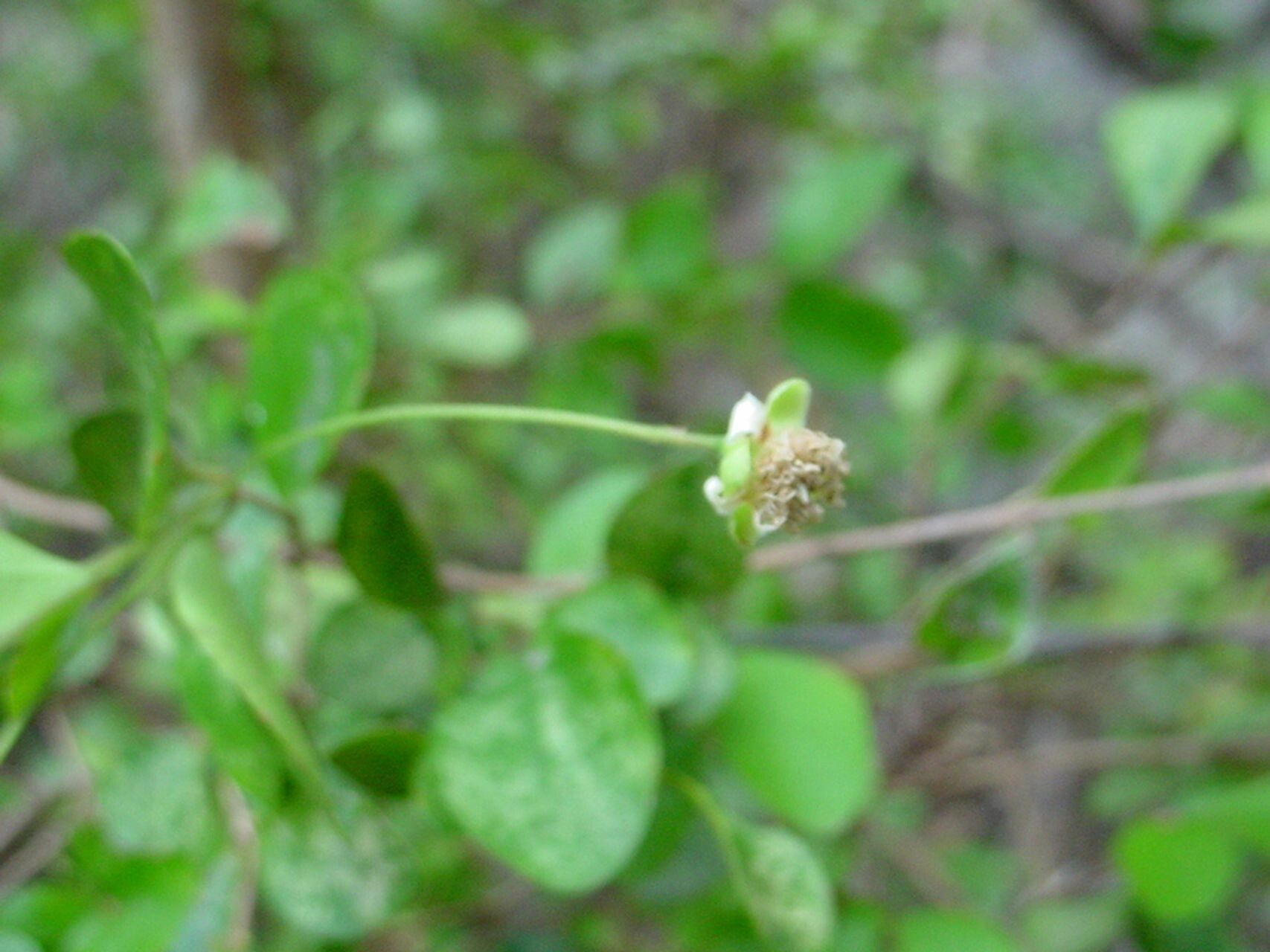 Eugenia lotoides other