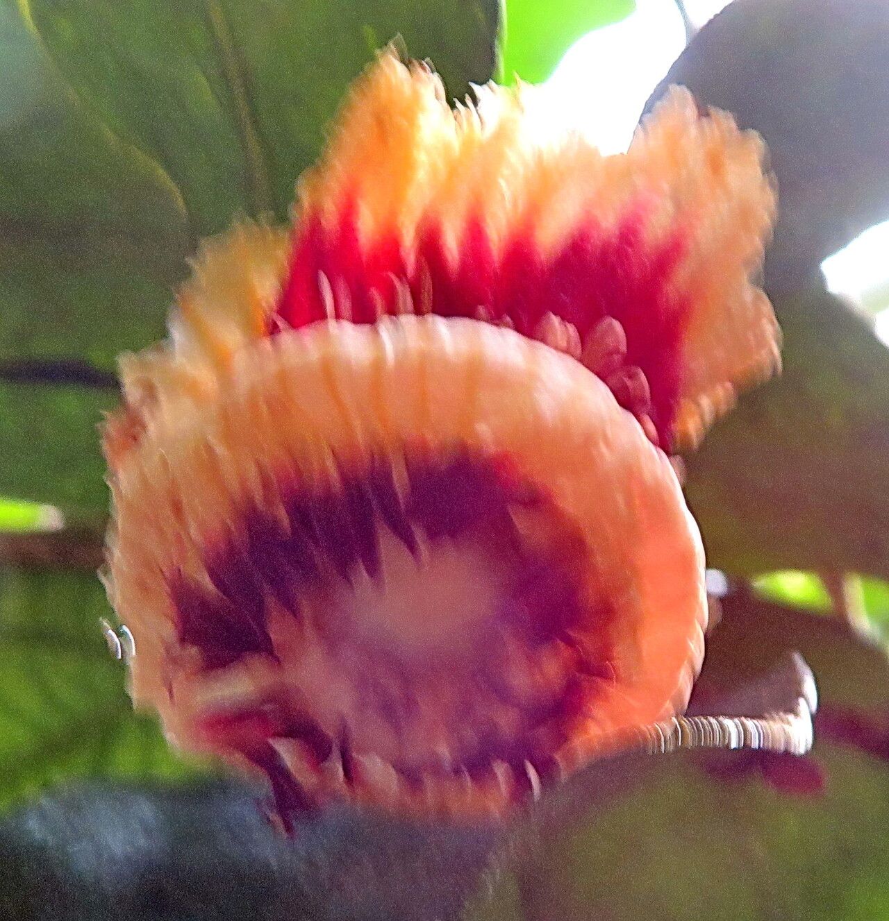 Napoleonaea beninensis flower