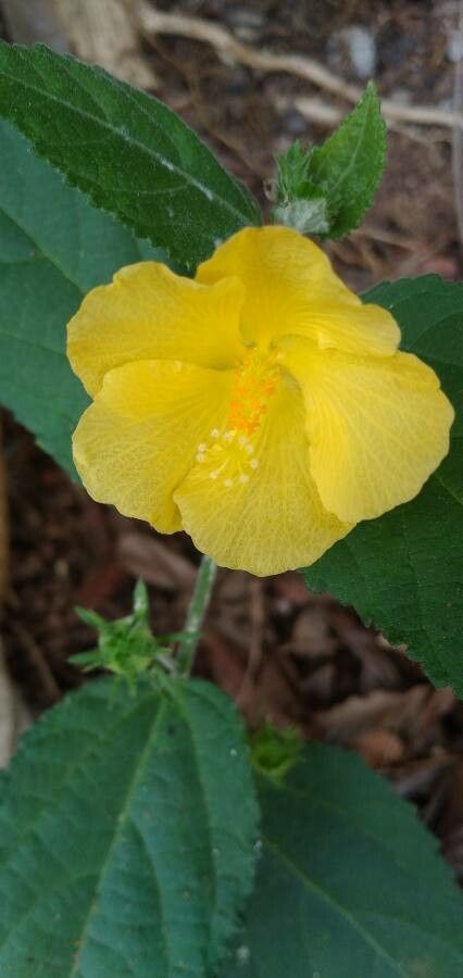 Abutilon indicum flower