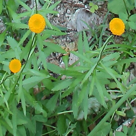 Leucanthemum virgatum flower