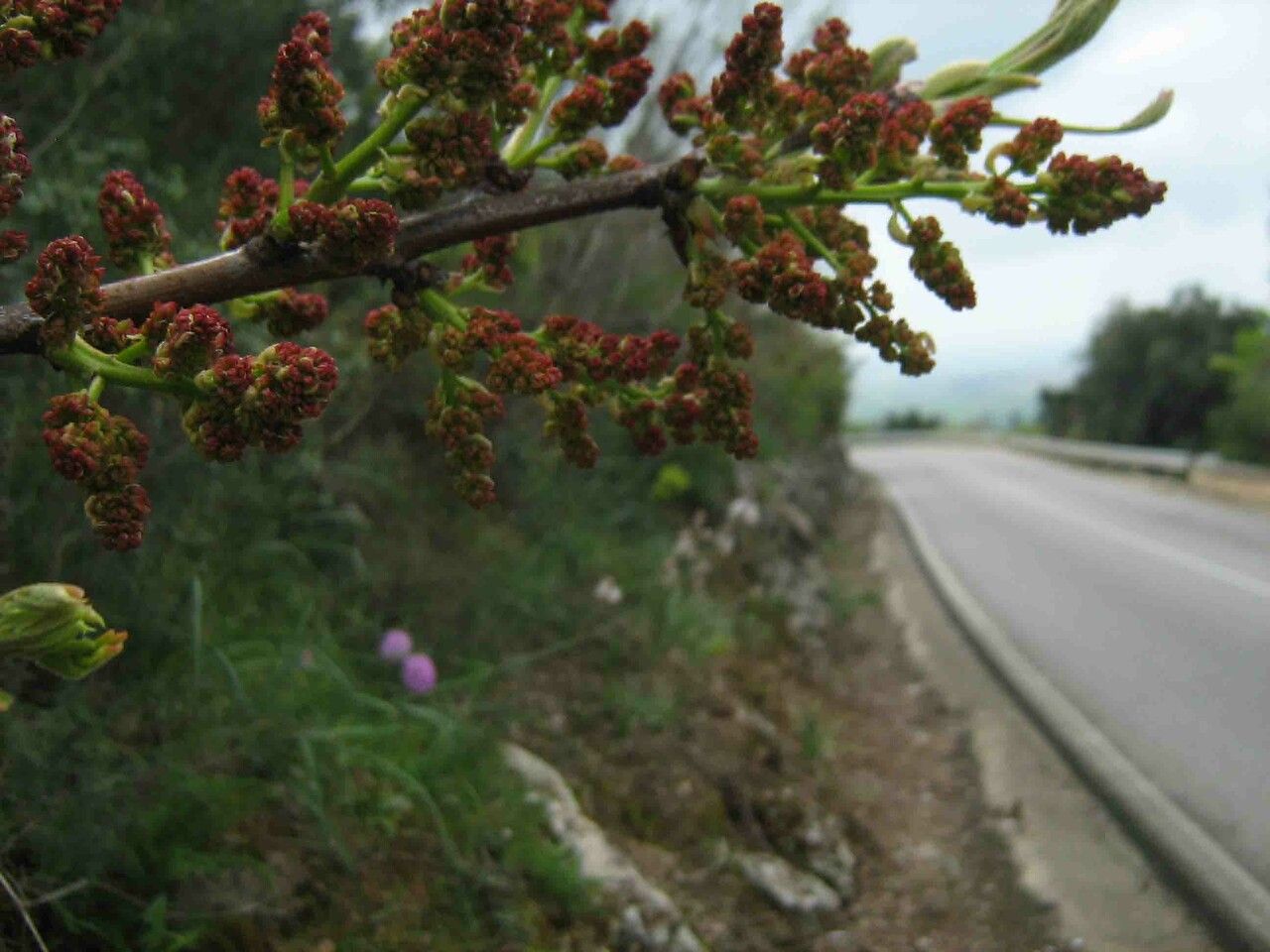 Pistacia terebinthus flower