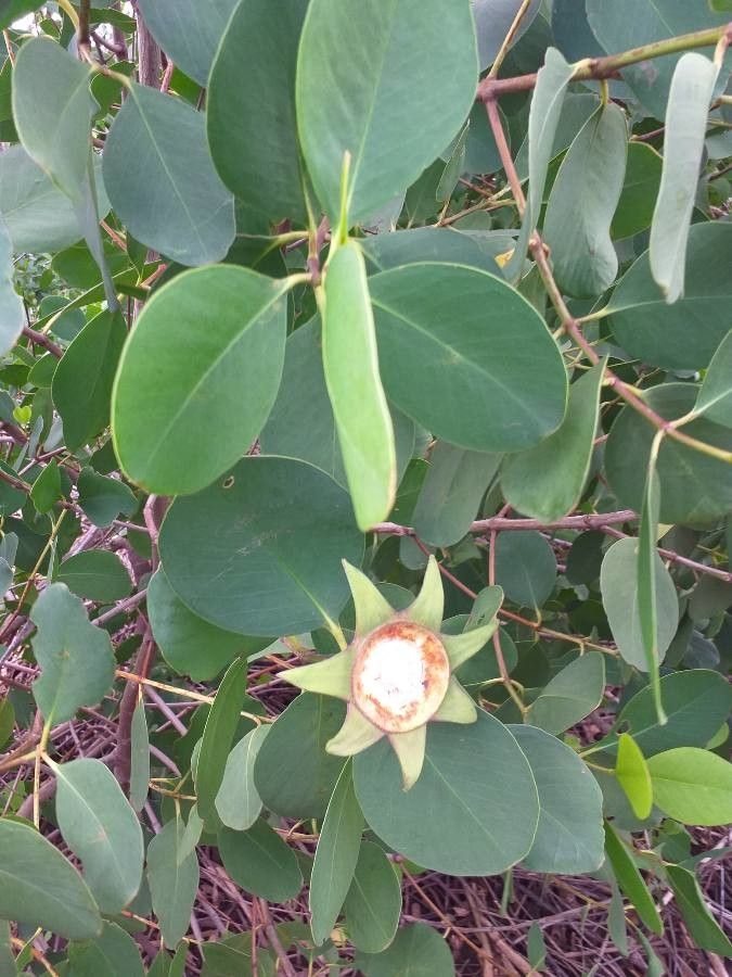 Sonneratia alba flower