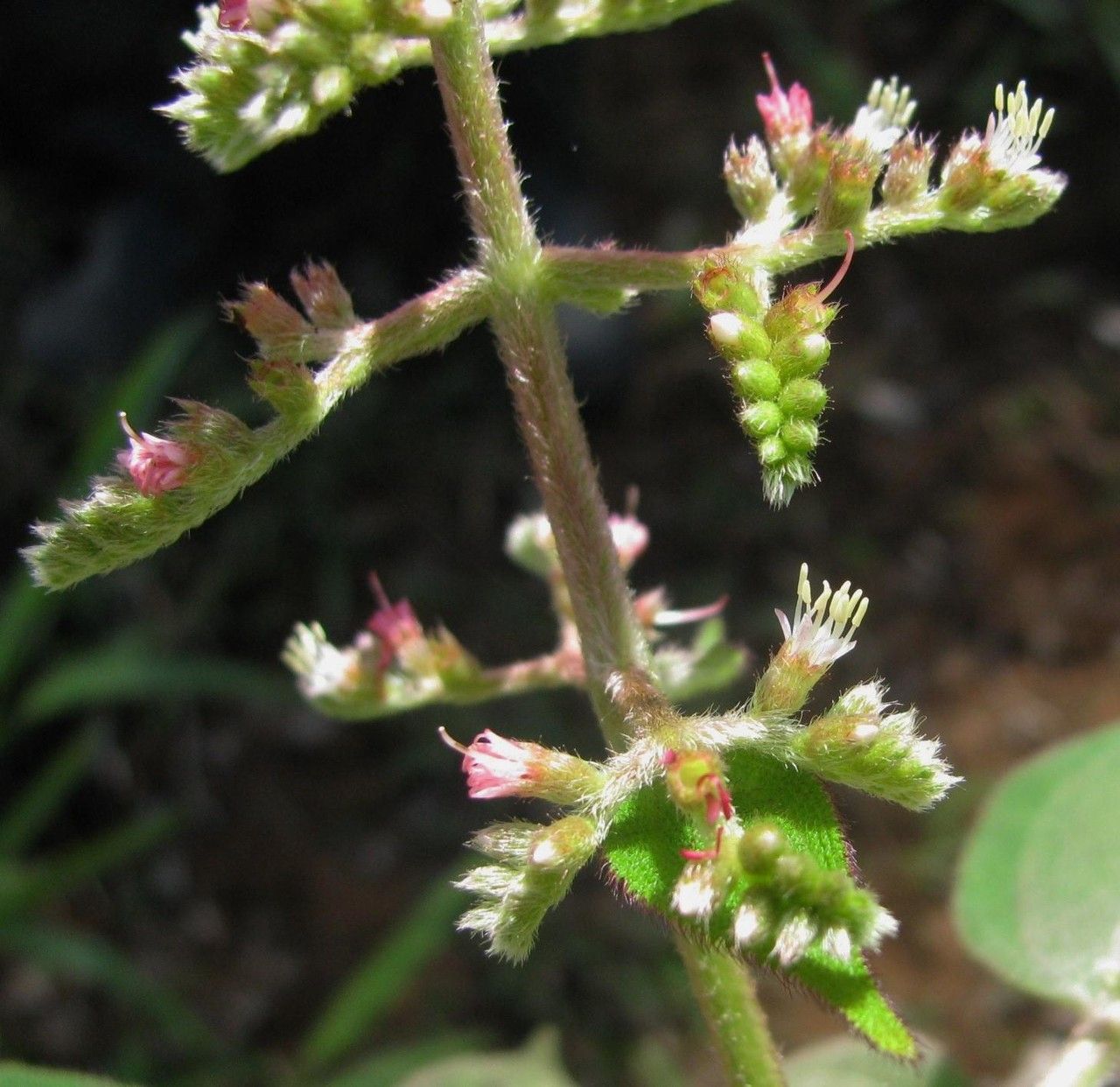 Miconia sulcicaulis other