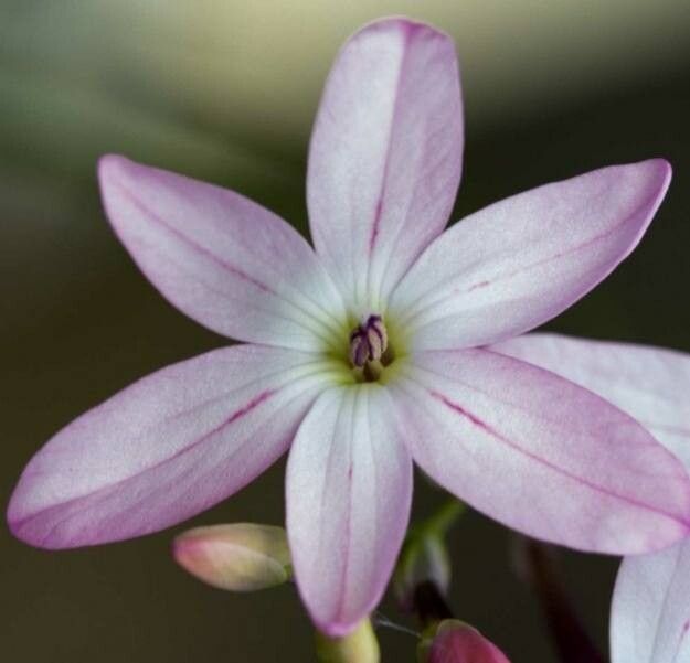 Ixia stohriae — search result for 'Ixia'