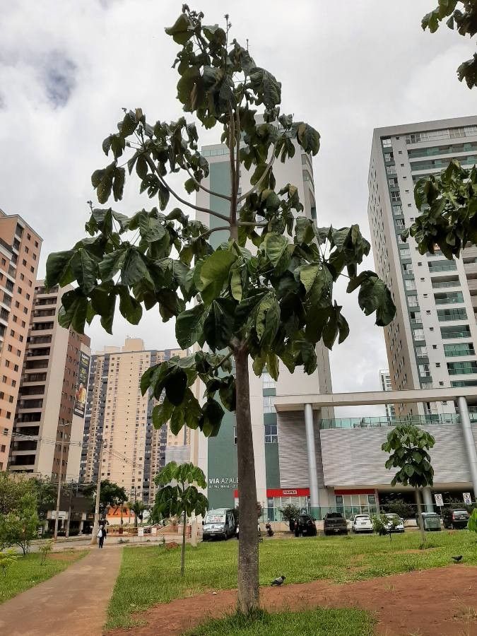 Sterculia striata habit