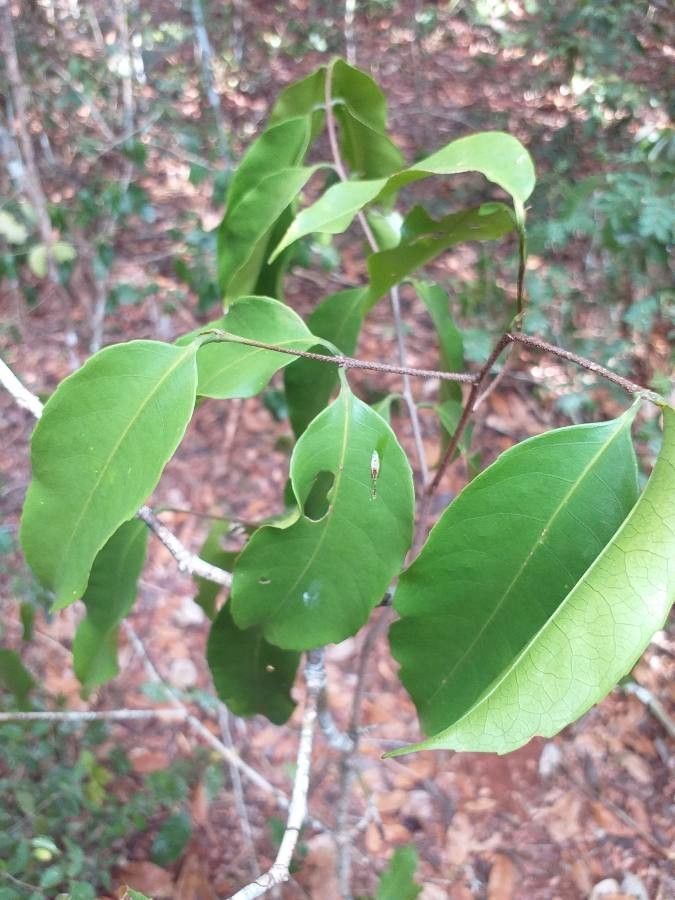 Vepris sansibarensis — search result for 'Tanzania'