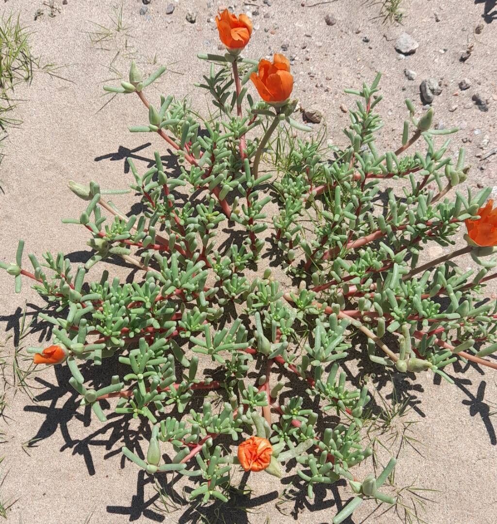 Portulaca echinosperma habit
