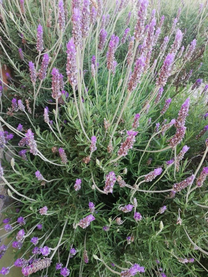 Lavandula minutolii flower