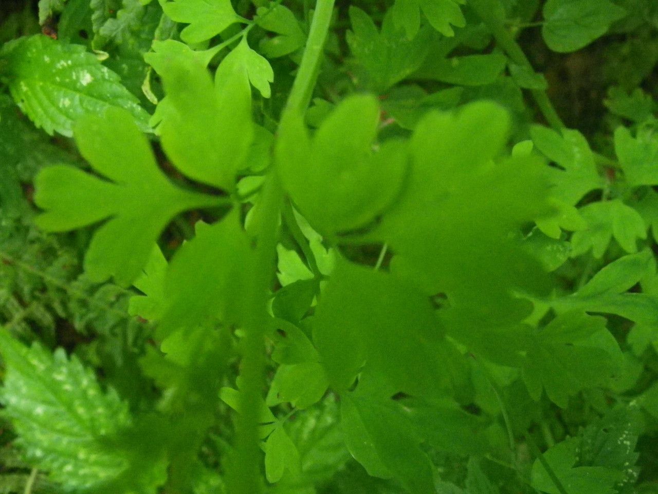 Fumaria coccinea — search result for 'Fumaria'