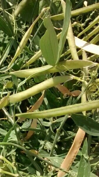 Lathyrus latifolius fruit