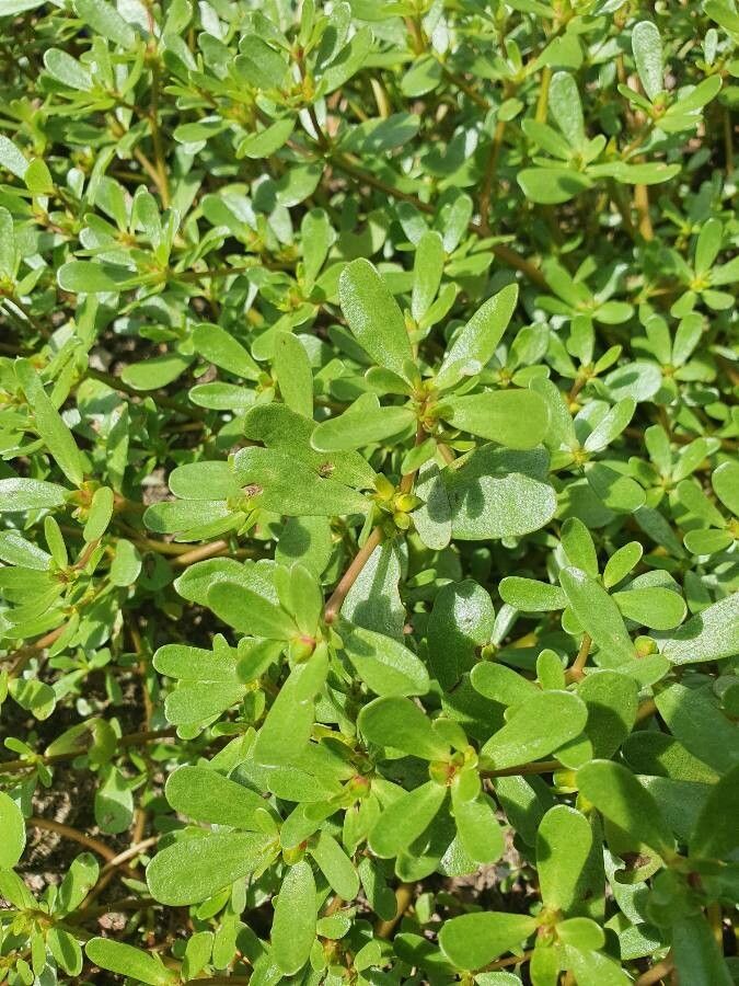 Portulaca sativa — houseplant care guide